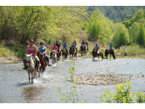 Horse Safari