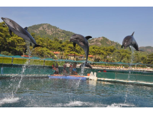 Dolphin Park