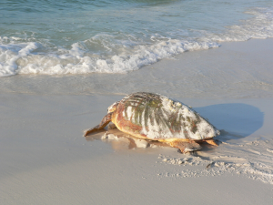 Dalyan / Turtle Beach