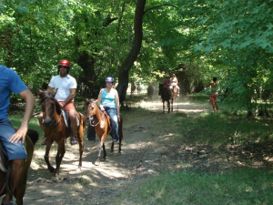 Horse Safari