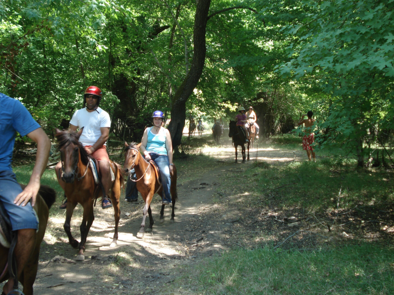 Horse Safari