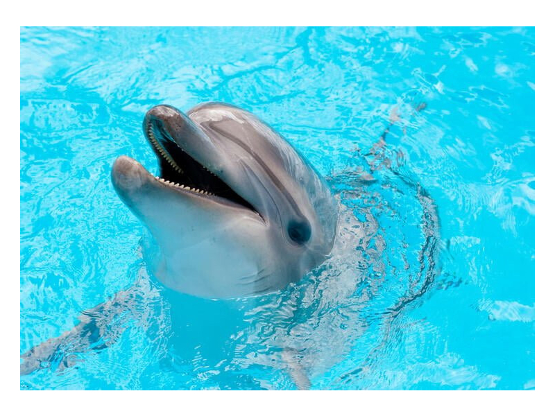 Dolphin Park