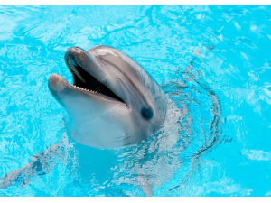 Dolphin Park