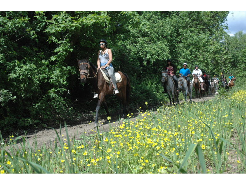 Horse Safari